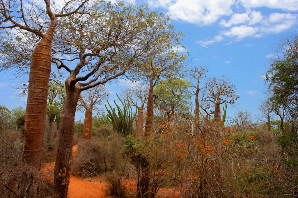 Spiny_Forest_Ifaty_Madagascar-1024x683.jpg