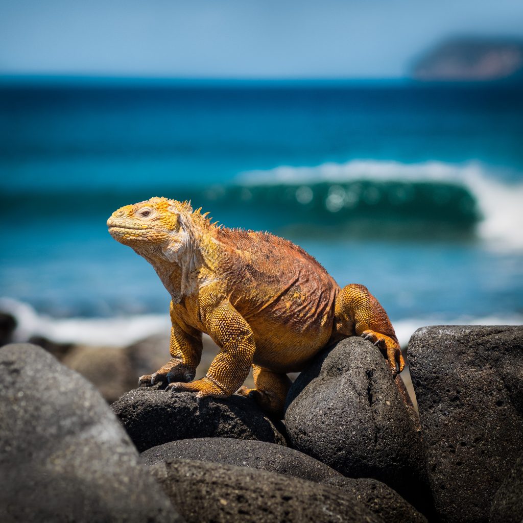 simon-matzinger-347343-unsplash-1024x1024.jpg